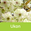 Bare Root Prunus Ukon flower